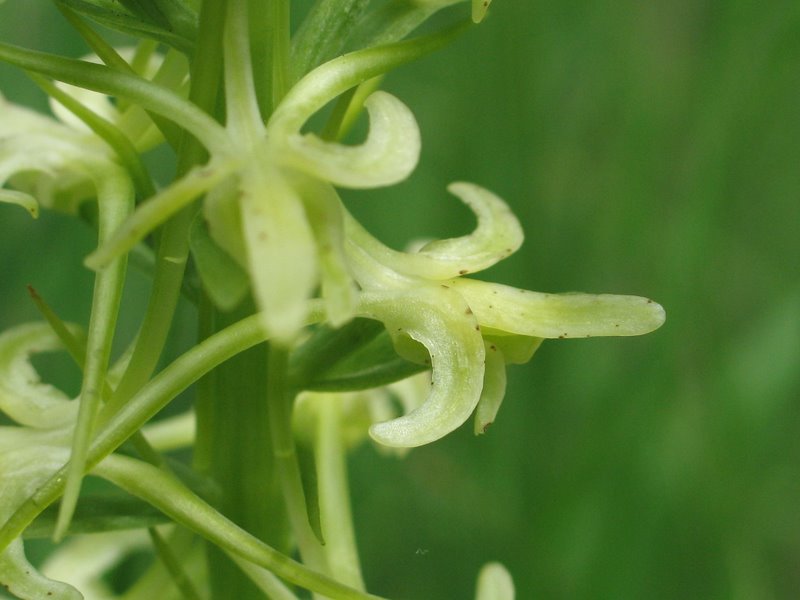 Platanthera chlorantha ( anomalia floreale di ...)